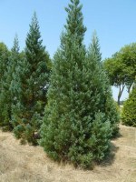 SEQUOIADENDRON giganteum 'Glaucum'