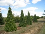 Carpinus betulus cône