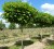 CATALPA bignonioides 'Nana' (bungei)