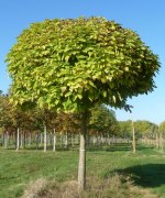 CATALPA bignonioides 'Nana' (bungei)