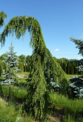 CEDRUS deodara 'Pendula'