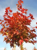 LIQUIDAMBAR formosana 'Ellen'