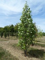 LIRIODENDRON tulipifera 'Fastigiatum'