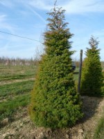 Cryptomeria japonica 'Elegans'