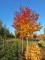 LIQUIDAMBAR formosana 'Ellen'