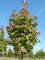 LIQUIDAMBAR formosana 'Ellen'