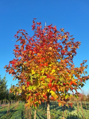 LIQUIDAMBAR formosana 'Ellen'