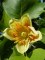 LIRIODENDRON tulipifera 'Fastigiatum'