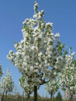 MALUS baccata 'Street Parade'