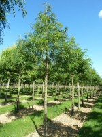 GLEDITSIA triacanthos 'Skyline'