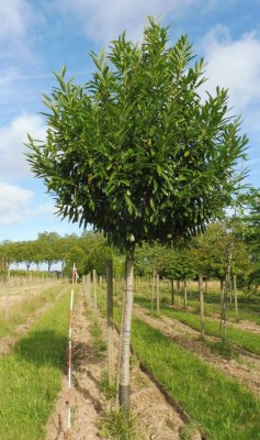 PRUNUS laurocerasus 'Caucasica'