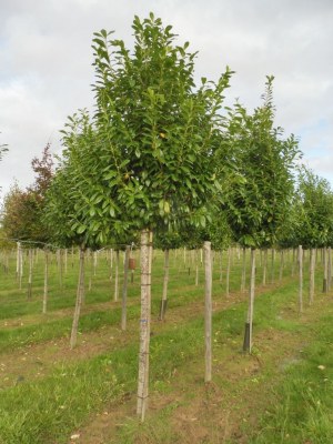 PRUNUS laurocerasus 'Novita'