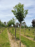 PRUNUS serrulata 'Sunset Boulevard'