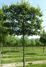 PYRUS calleryana 'Chanticleer' palissé tige 5