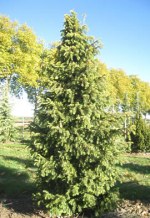 Taxus baccata 'Dovastonii Aurea'