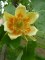 LIRIODENDRON tulipifera 'Fastigiatum'